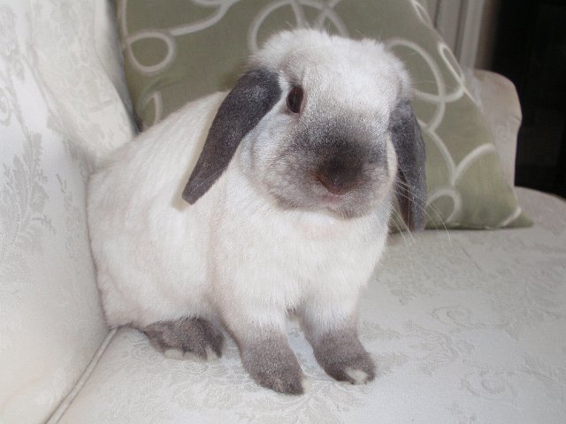 BonBon