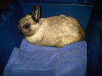 Ethel