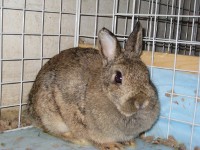 Nellie