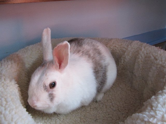 Dolly