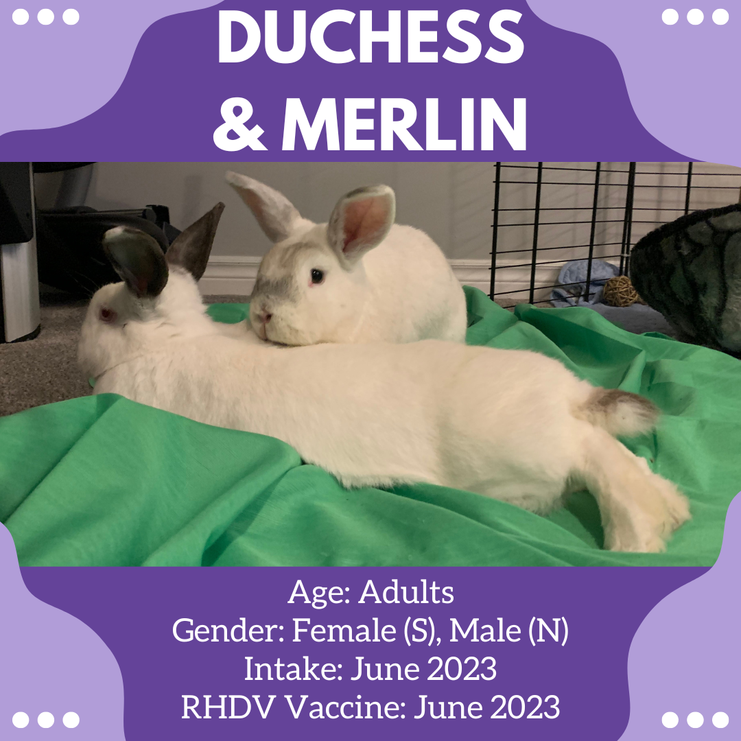 http://rabbitrescue.ca/wordpress/wp-content/uploads/2023/06/Duchess-Merlin.png