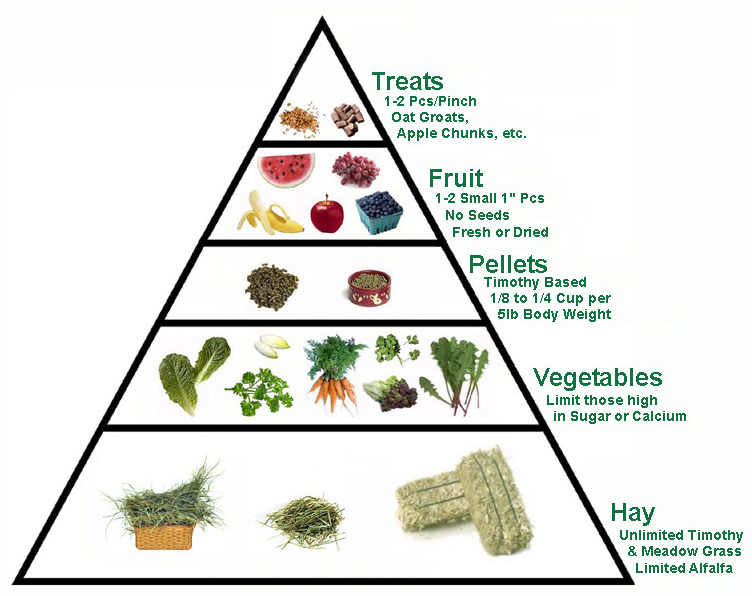 Healthy bunny diet hotsell