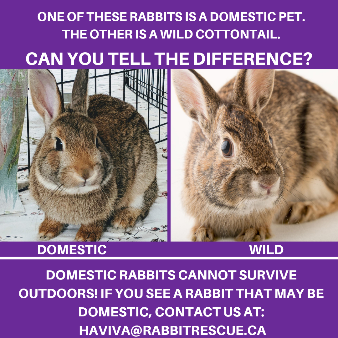 Wild Vs Domestic Rabbits Rabbit Rescue