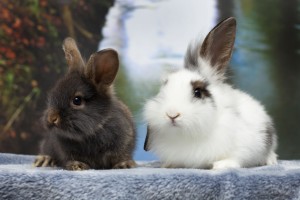 BC and Radish 3