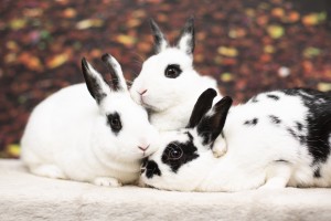 Trio8
