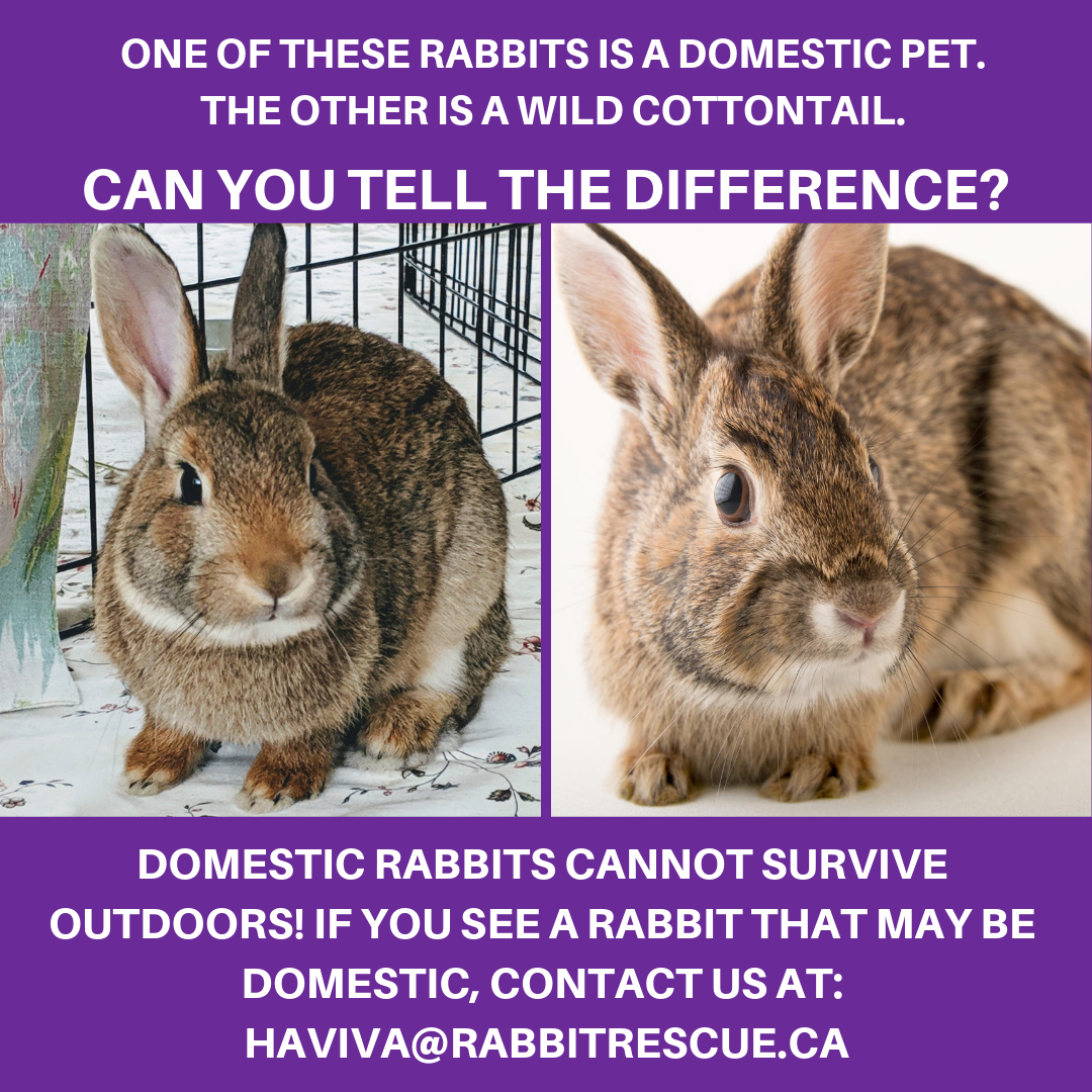 Wild vs. Domestic Rabbits | Rabbit Rescue