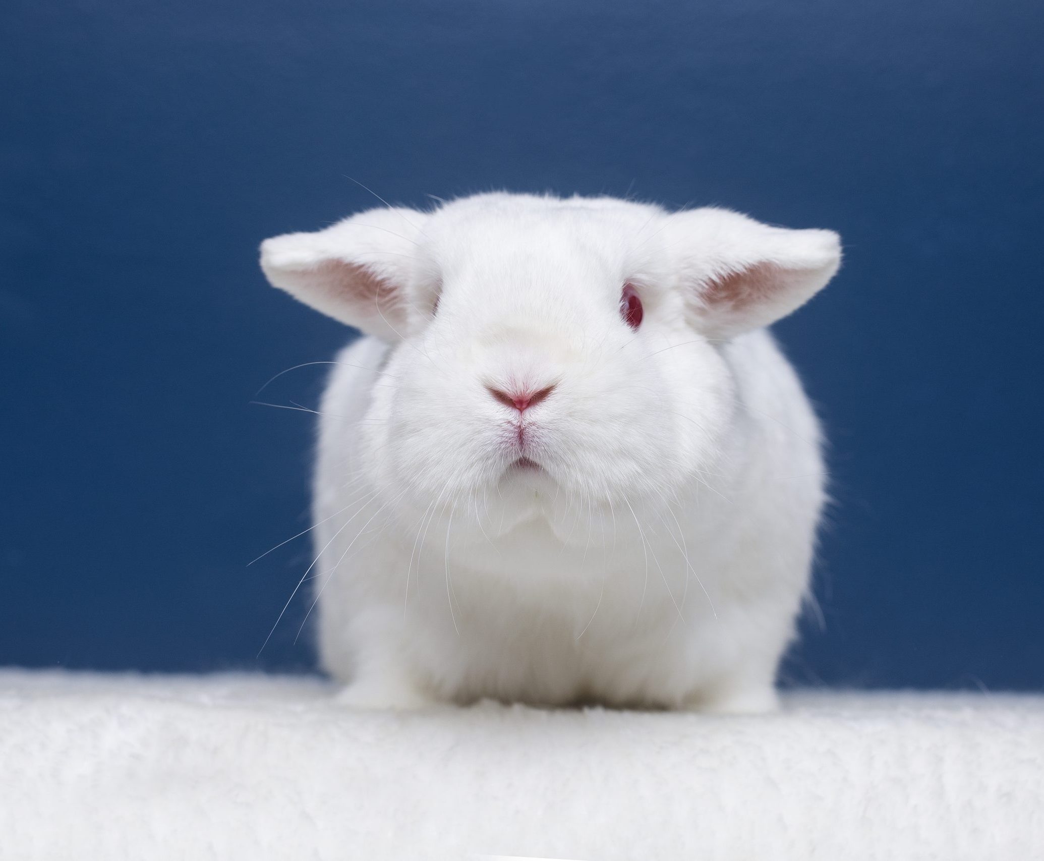 RHDV - Rabbit Rescue