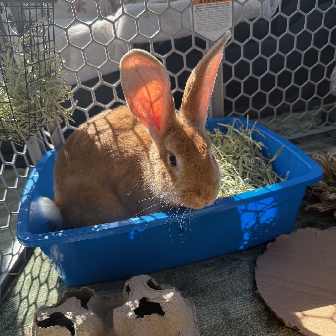 Picture of LITTER TRAINING - Rabbit Rescue