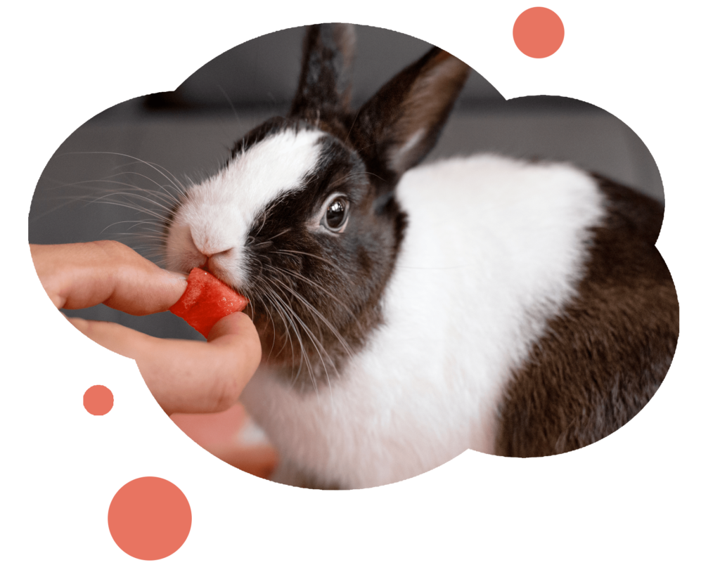 A bunny being hand fed by a person.
