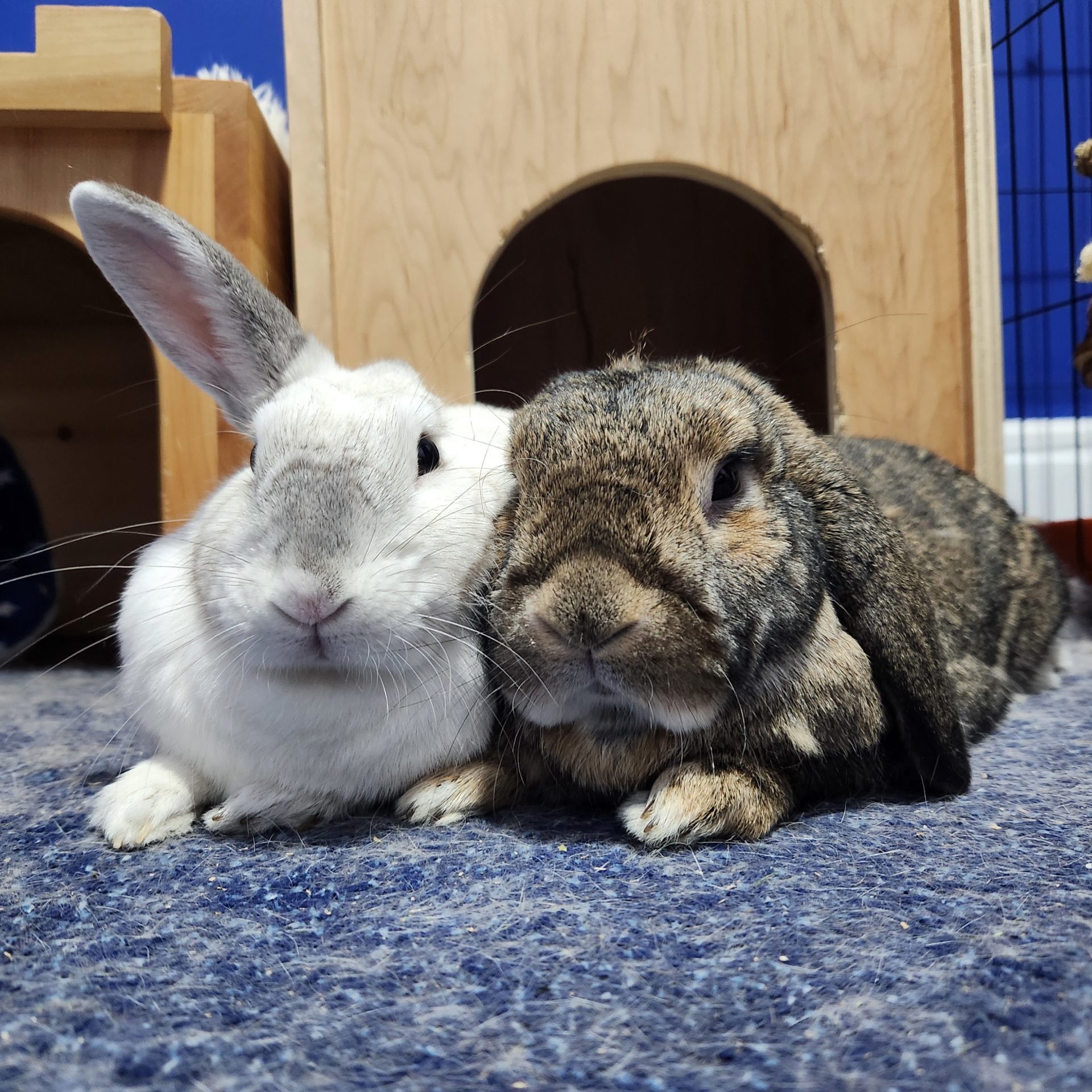 REHOMING - Rabbit Rescue
