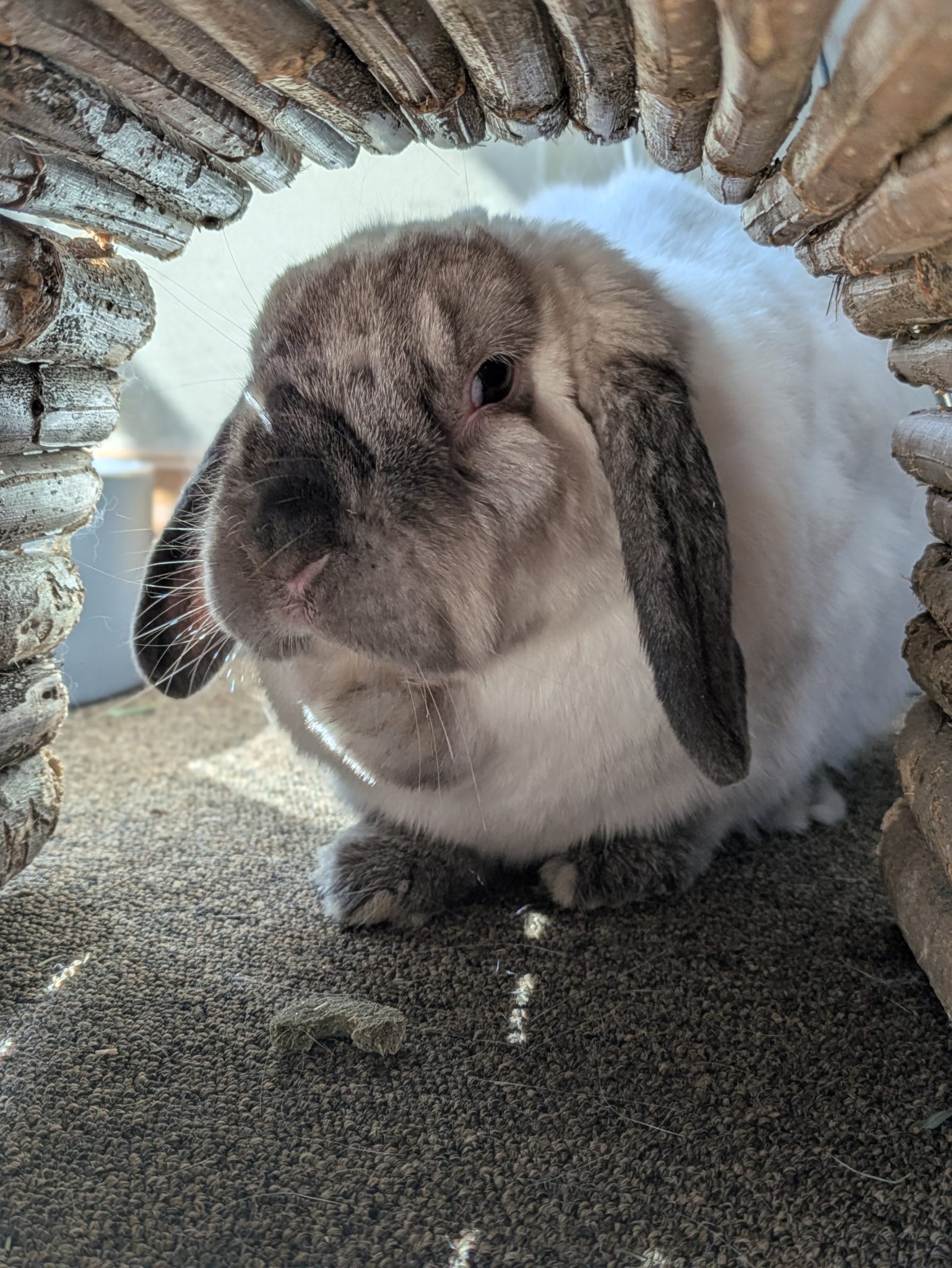 Adopt - Rabbit Rescue