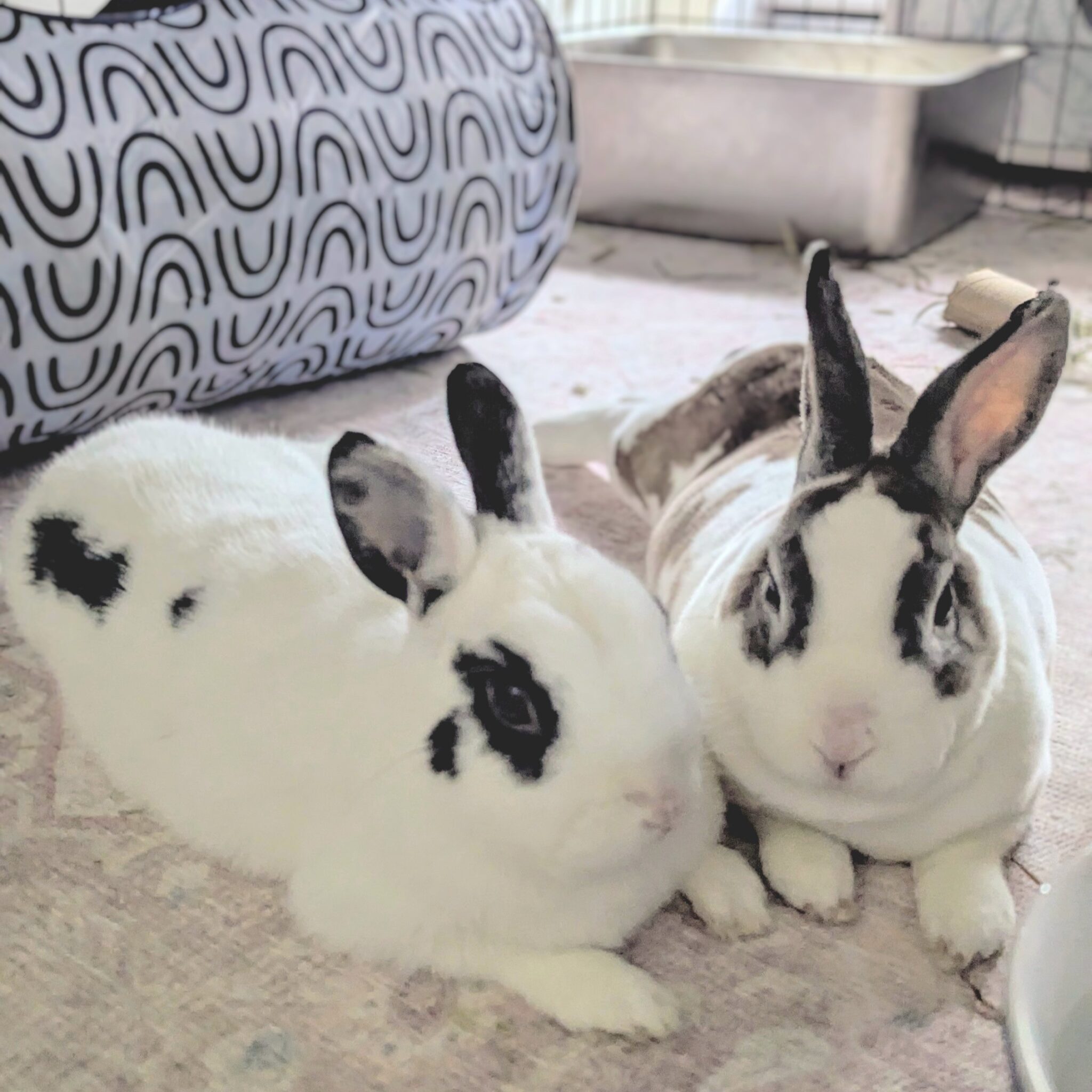 Trinity Rabbits Homepage - Rabbit Rescue