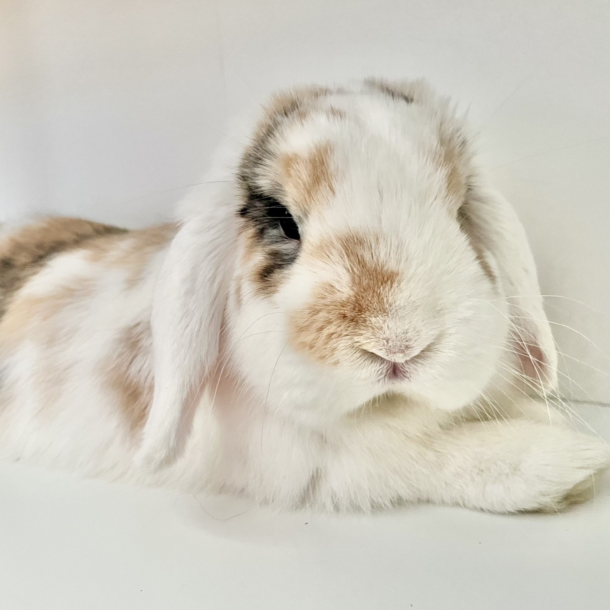 Adopt - Rabbit Rescue